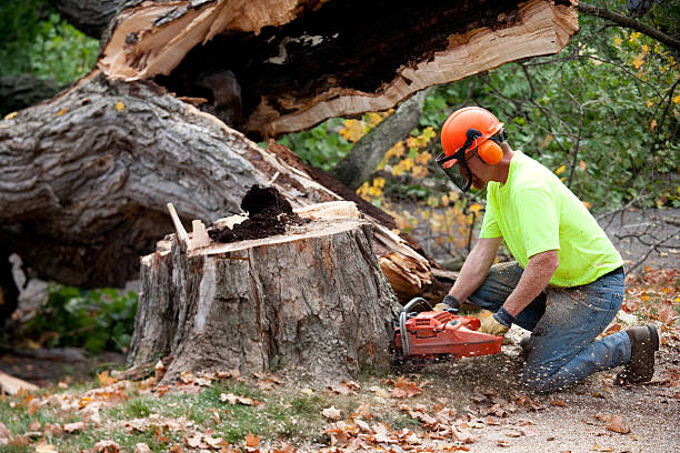 Best Tree Root Removal  in USA